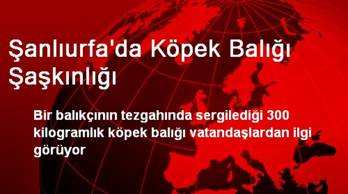 Şanlıurfa\'da Köpek Balığı Şaşkınlığı