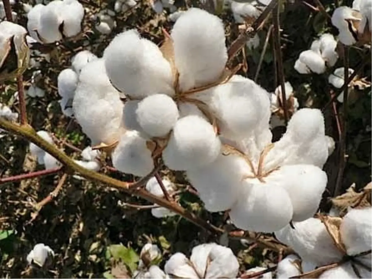 Şanlıurfa Ticaret Borsası