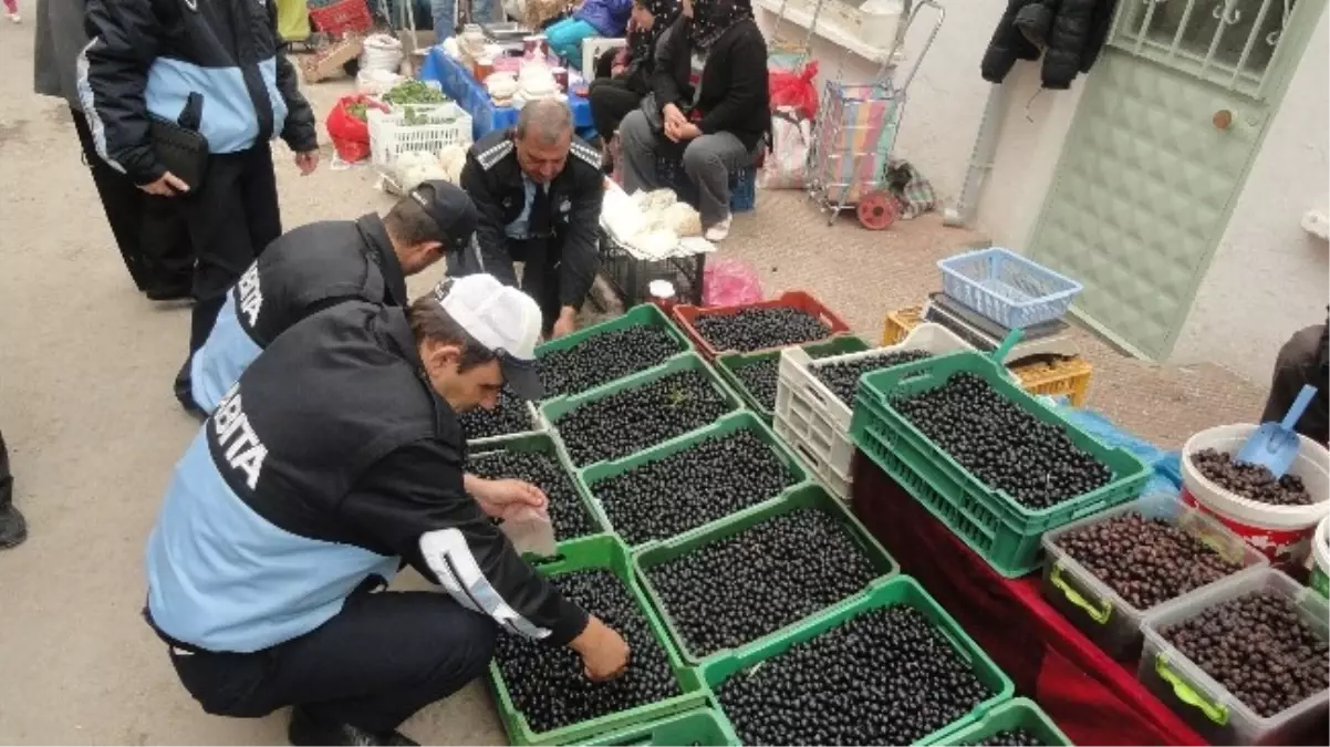 Tekirdağ\'da Zeytinlere Sinek Kurdu Denetimi Yapıldı