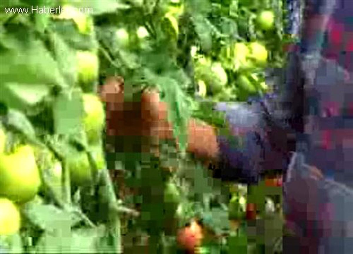 1 Köyde 12 Çeşit Domates Yetişiyor