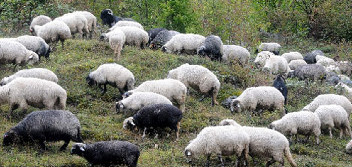 5 Bin Yıldır Süren Yayla Göçü