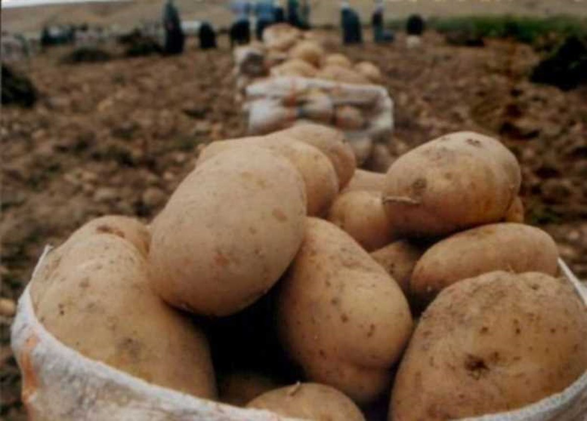 Ahlat\'ta 40 Bin Ton Patates İhraç Edildi