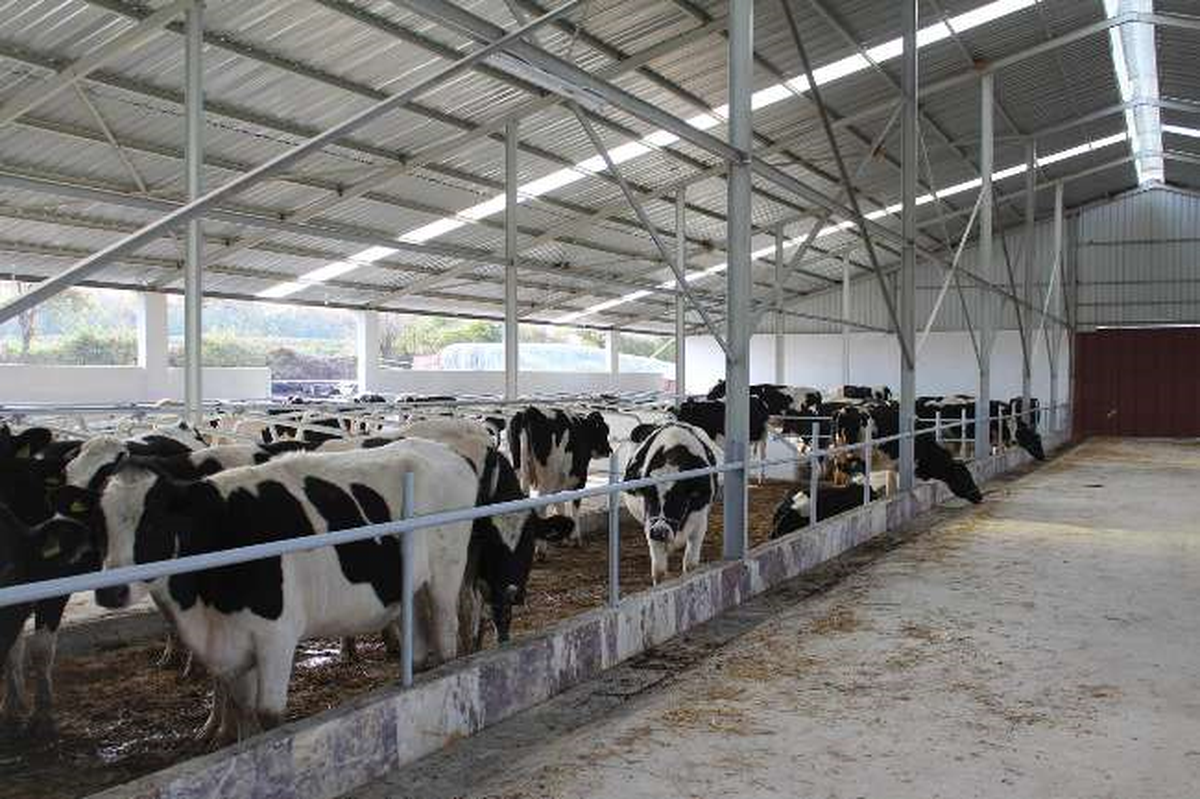 Bursa\'da 13 Milyonluk Hayvan Yolsuzluğu