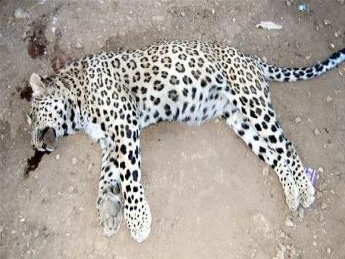 Güneydoğu\'da "Anadolu Leoparları"Nın İzi Sürülüyor