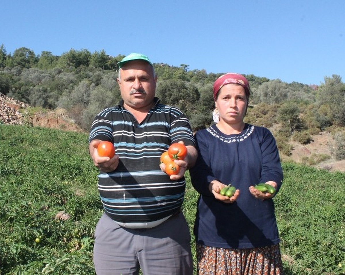 Kasım\'da Tarla Domatesi