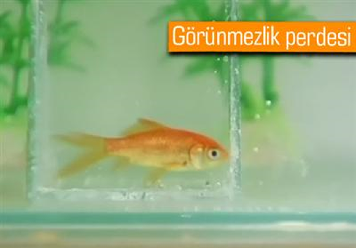 Kedi ve Japon Balığını Görünmez Yaptılar