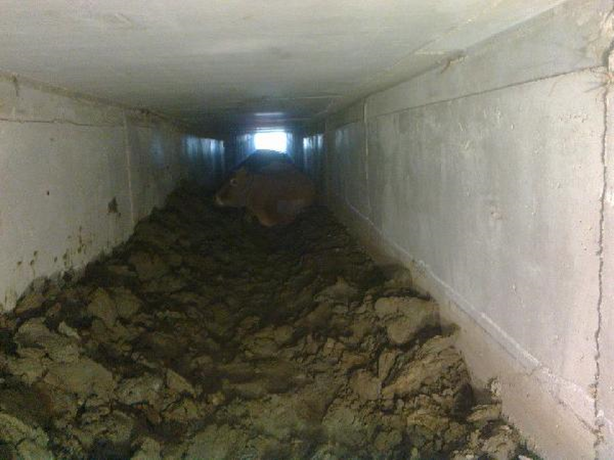 Menfeze Giren Gebe İnek 4 Saatlik Çaba Sonucu Kurtarıldı