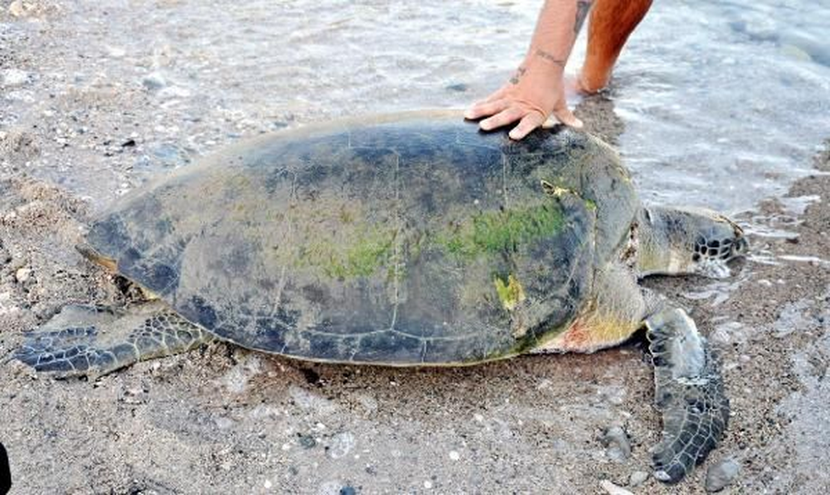 Muğla\'da Ağa Takılan Caretta Caretta Kurtarıldı