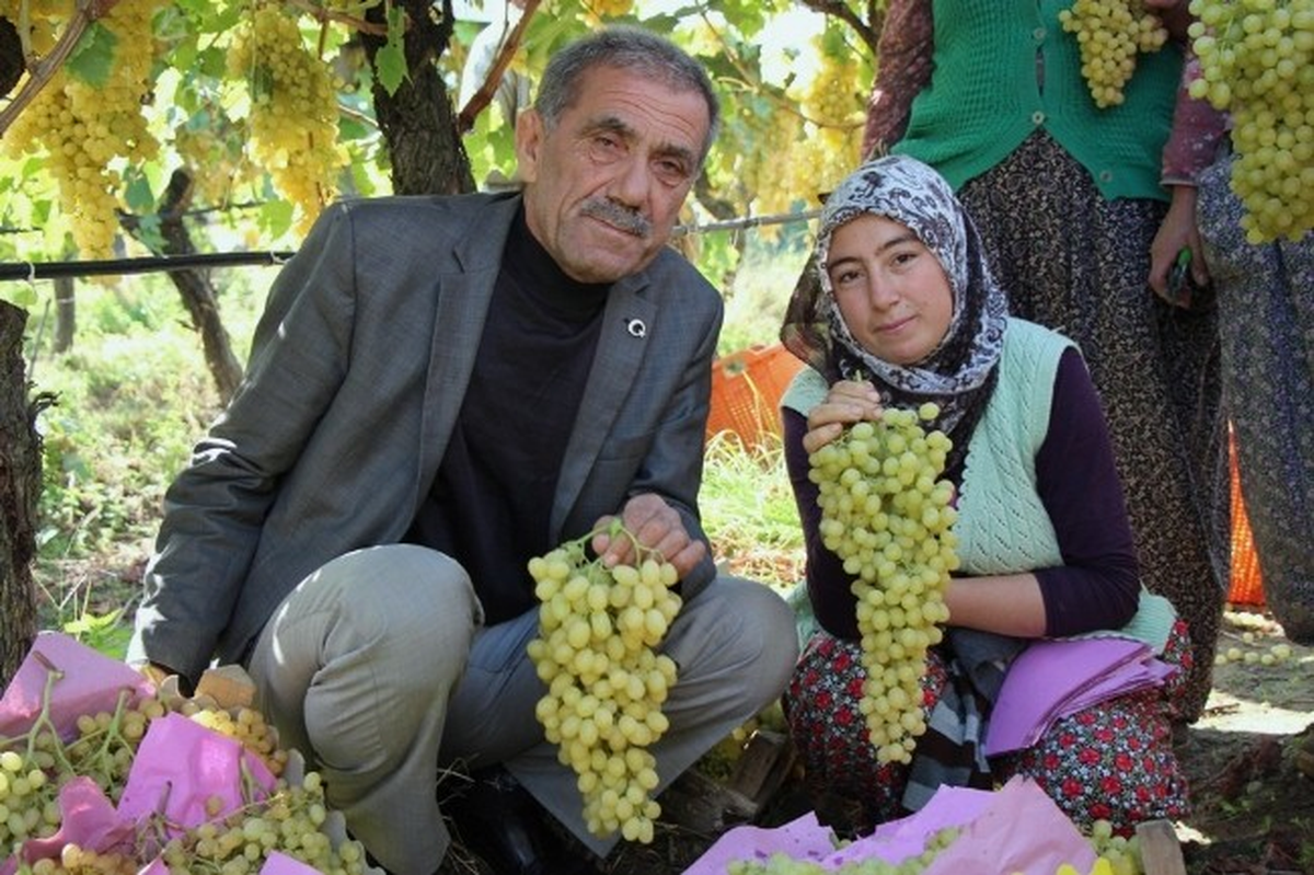 Sarıgöl\'ün Üzümünün Yüzde 65\'i İhraç Ediliyor