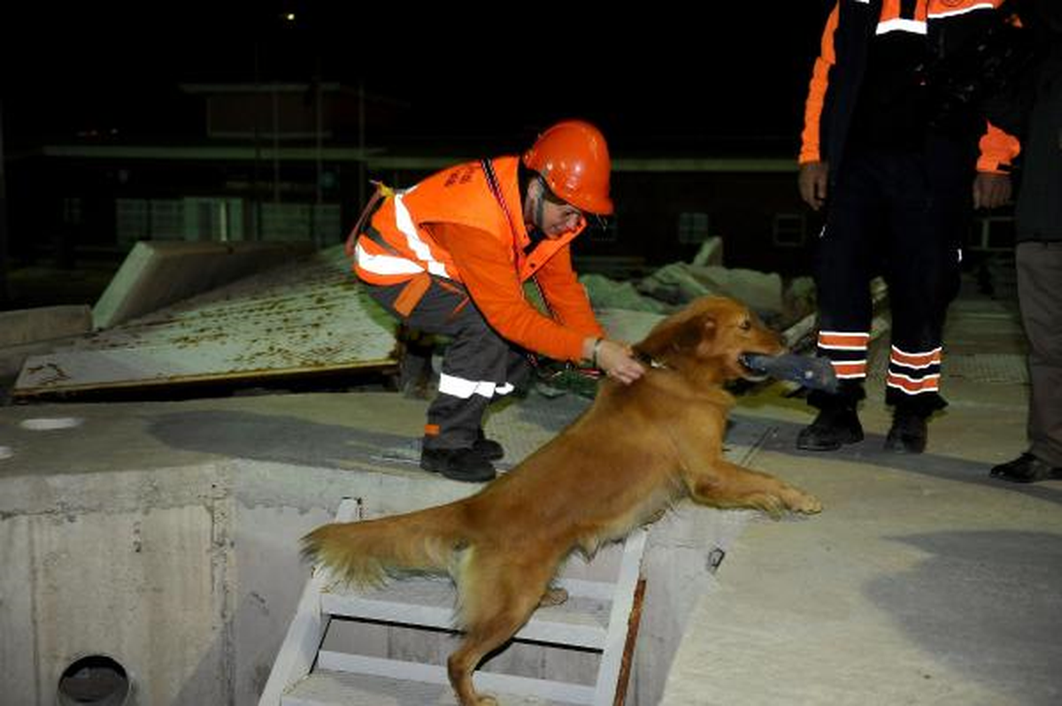 Sokak Köpeği \'Rüzgar\' Hayat Kurtaracak