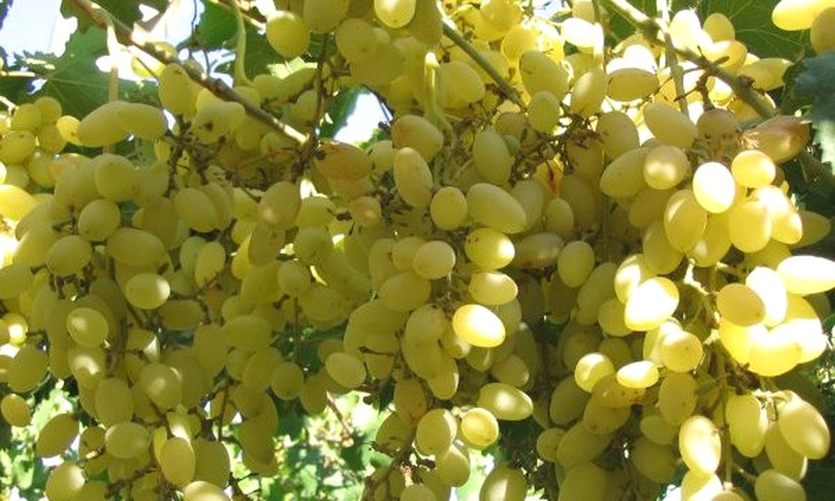 Sultaniye Üzümünün Yüzde 65\'i, Sarıgöl\'den