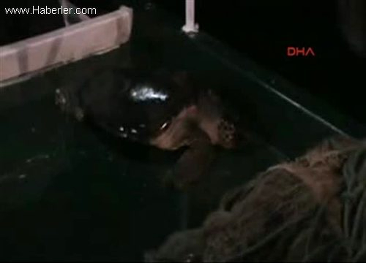 Ağlara Takılan Caretta Veteriner Kontrolünden Geçirildikten Sonra Denize Bırakıldı