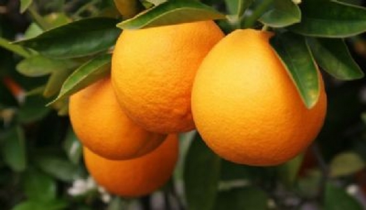 Antalya\'da Portakal Hasadı Başladı