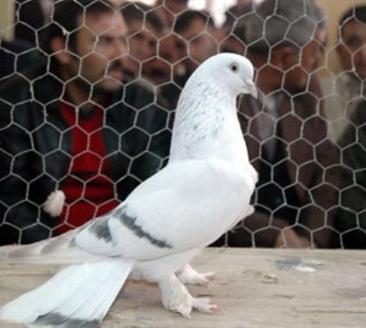 Araba Fiyatına Güvercin