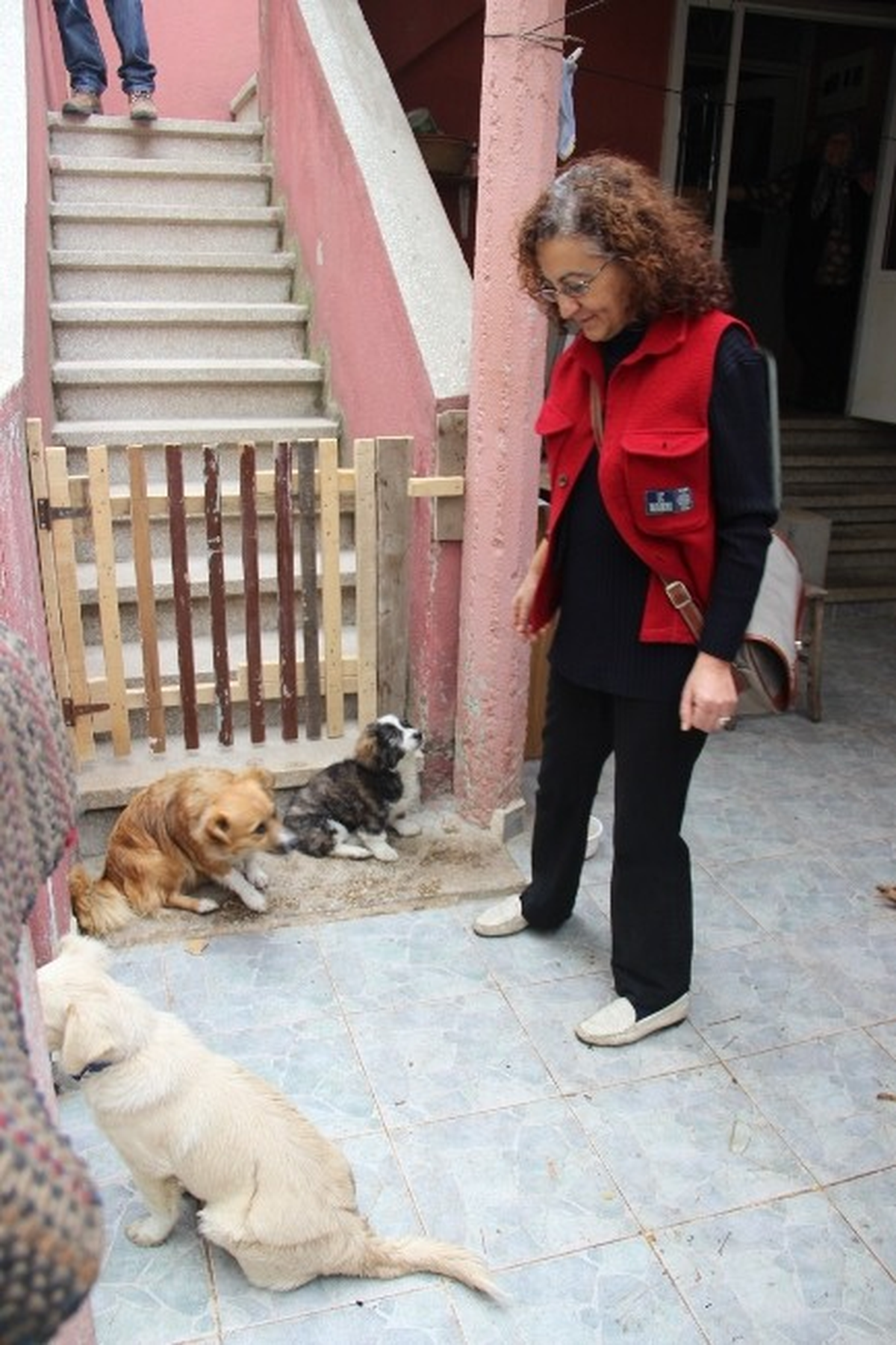 Çan'da Köpek İtlafı İddiası