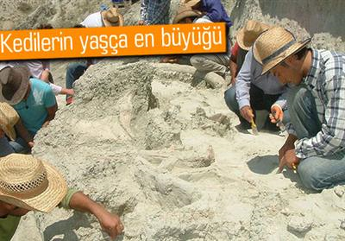 En Yaşlı Büyük Kedi Bulundu