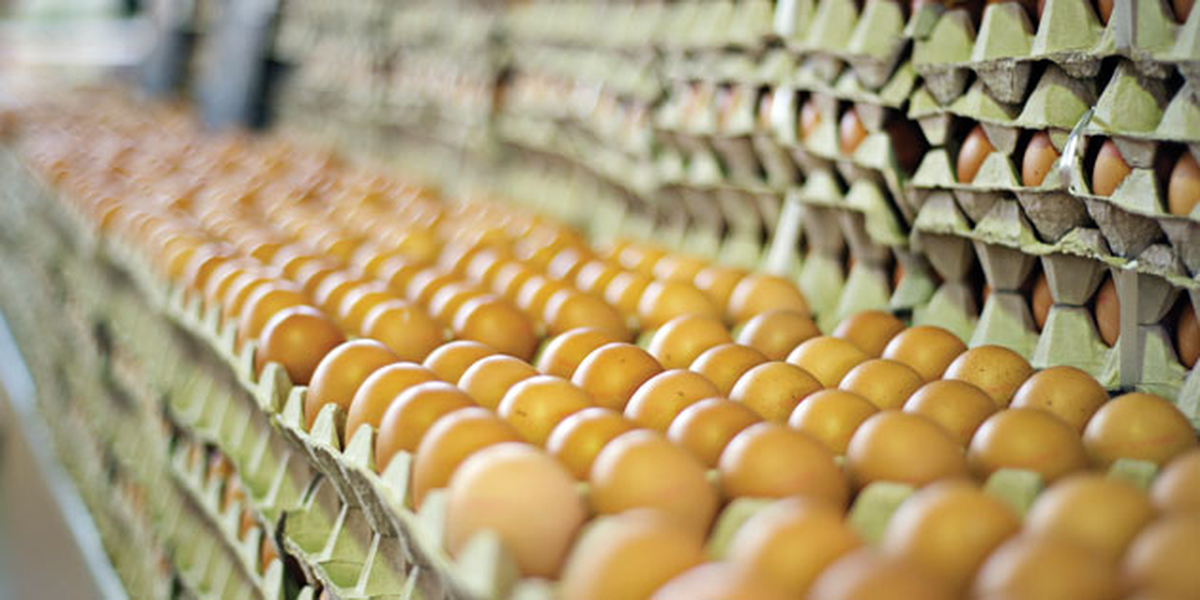 Eylül\'de 1,4 Milyar Adet Yumurta Üretildi