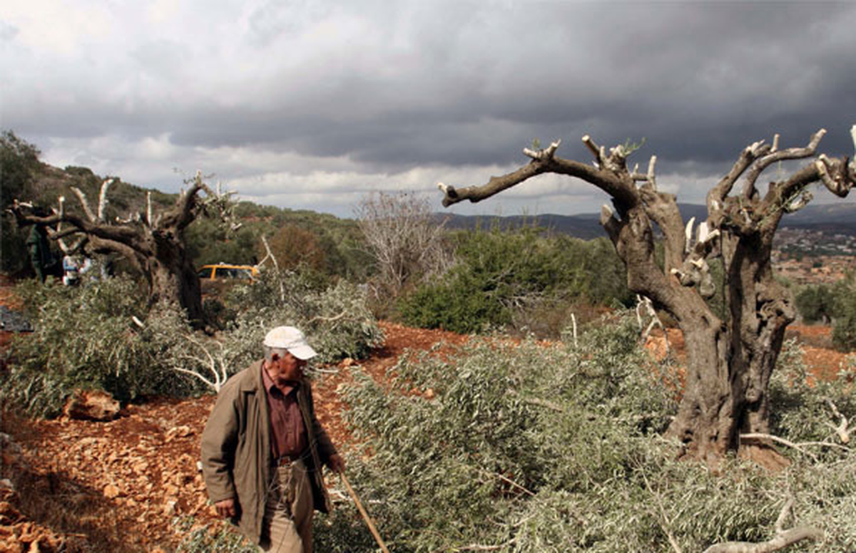 İsrail Ordusu Zeytin Ağaçlarını Kesti