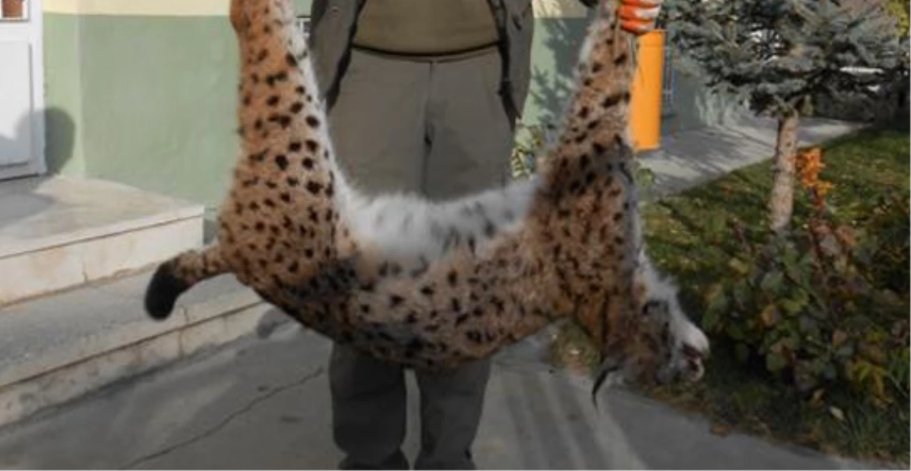 Leopardan Sonra Şimdi de Vaşak Öldürdüler