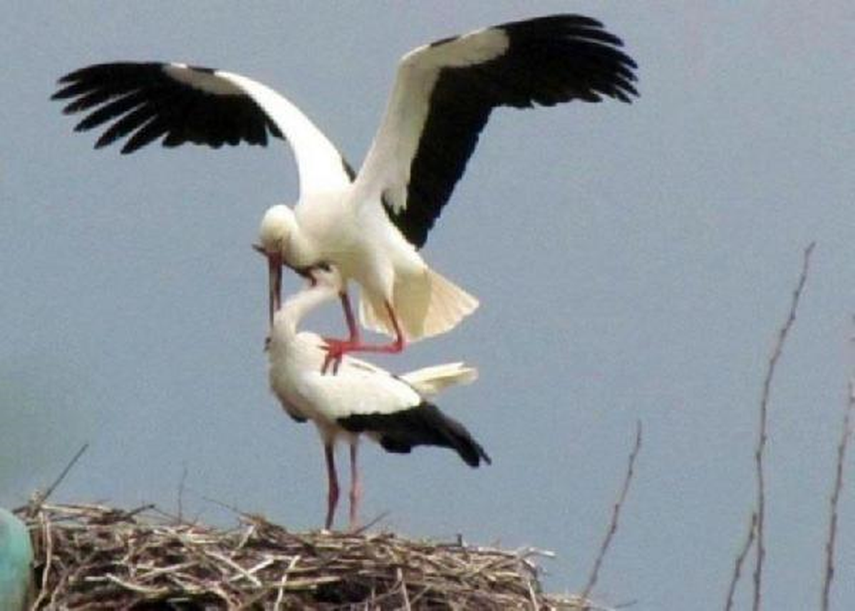 Leylekleri Koruma Seferberliği Ege\'den Başlıyor