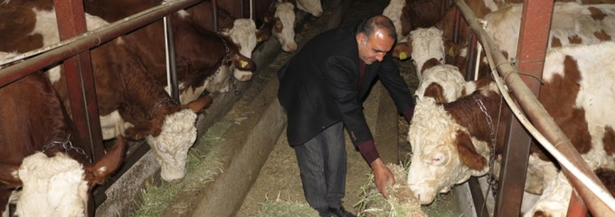 Malazgirt\'li Çiftçi DAKA\'dan Aldığı Destekle Hayvancılık Yapıyor