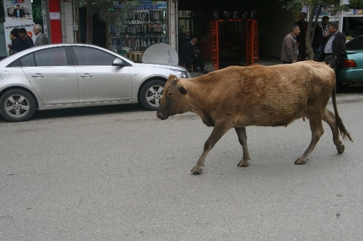 Silvan\'da İnekler Şehre İndi