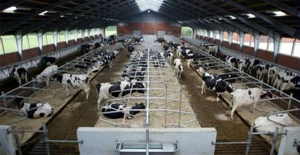 Toplanan İnek Sütü Miktarı Geriledi