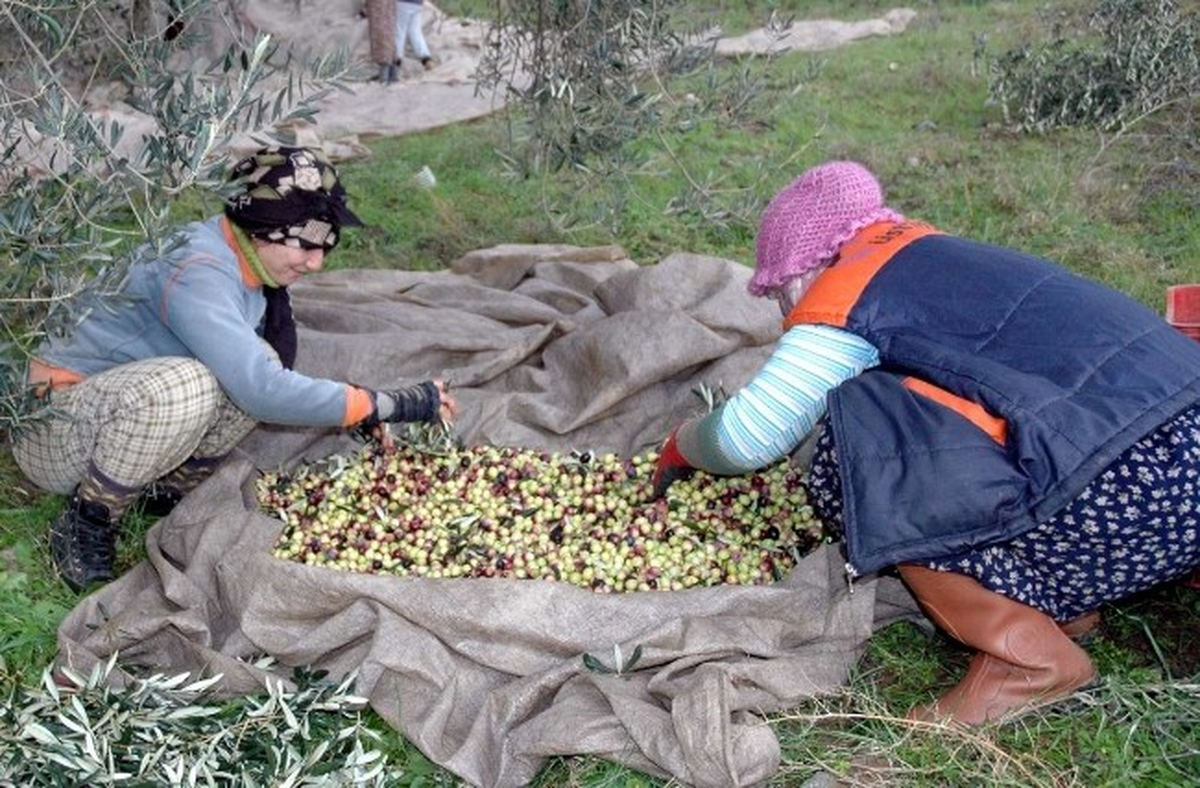 Edremit\'te Zeytin Hasadı Kadınlara Gelir Oldu