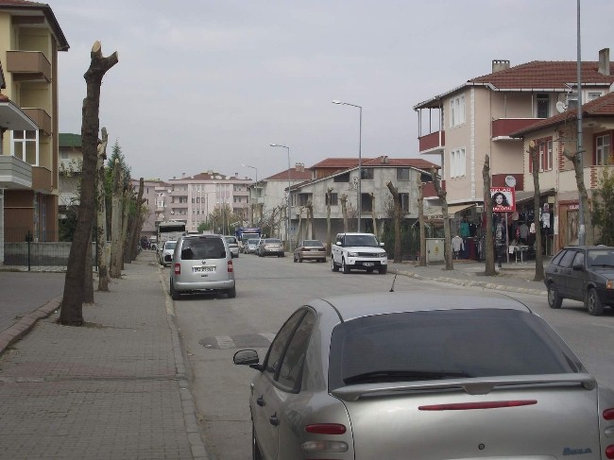 Arifiye\'de Ağaçlar Budanıyor