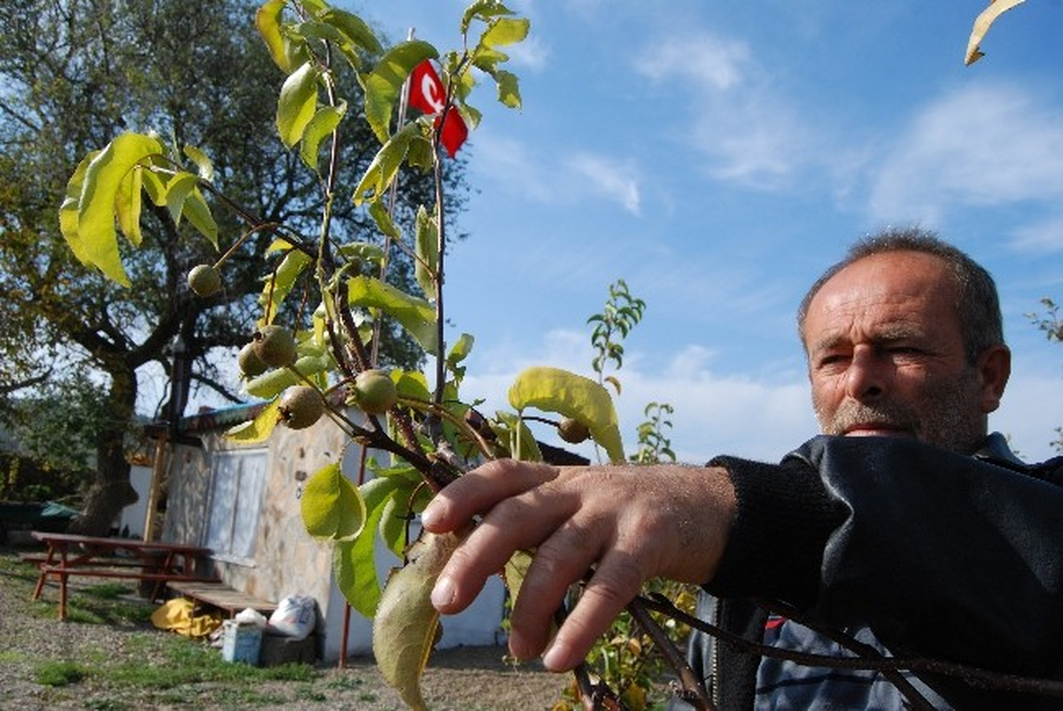 Armut Ağaçları İkinci Meyveyi Verdi