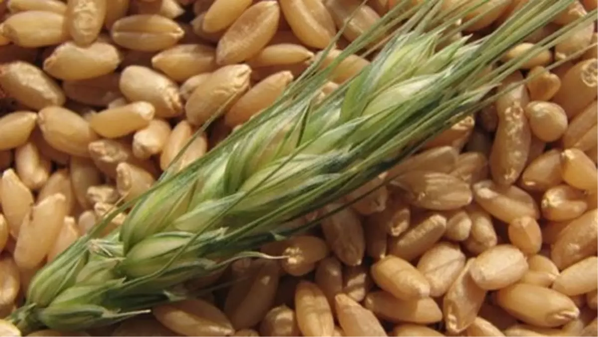 Eksi 40 Dereceye Dayanıklı Tohum, Çiftçinin Yüzünü Güldürecek