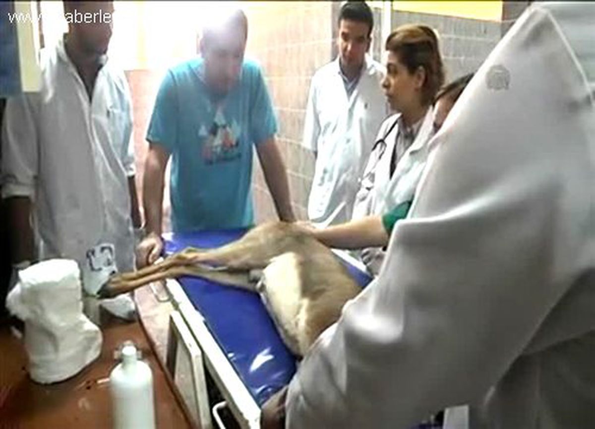 Hasta Dağ Ceylanını MKÜ\'lü Veterinerler Tedavi Altına Aldı