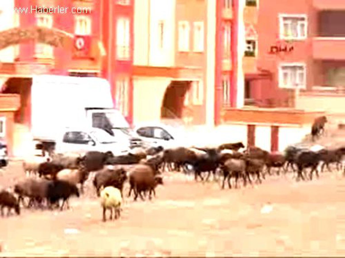 Karayolu Çevresinde Koyun Sürüleri Tehlike Yaratıyor