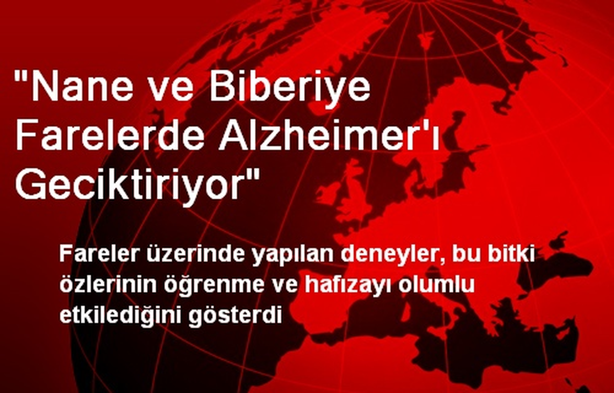 "Nane ve Biberiye Farelerde Alzheimer\'ı Geciktiriyor"