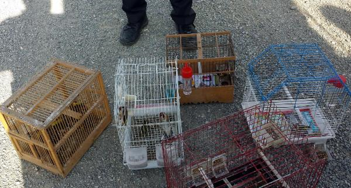 Saka Kuşu Avlayan 11 Avcıya 53 Bin Lira Ceza