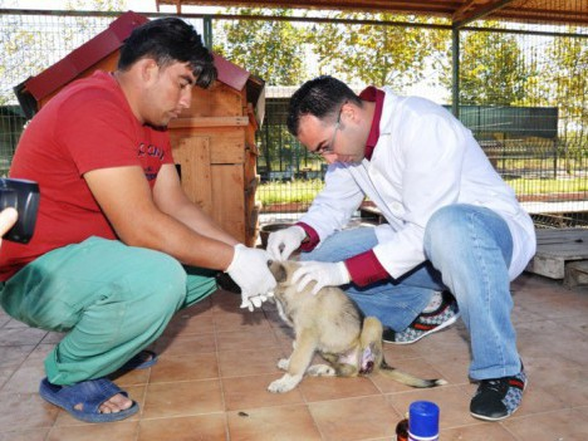 Yaralı Köpek "Aslan Parçası" Yaşama Dönme Savaşı Veriyor