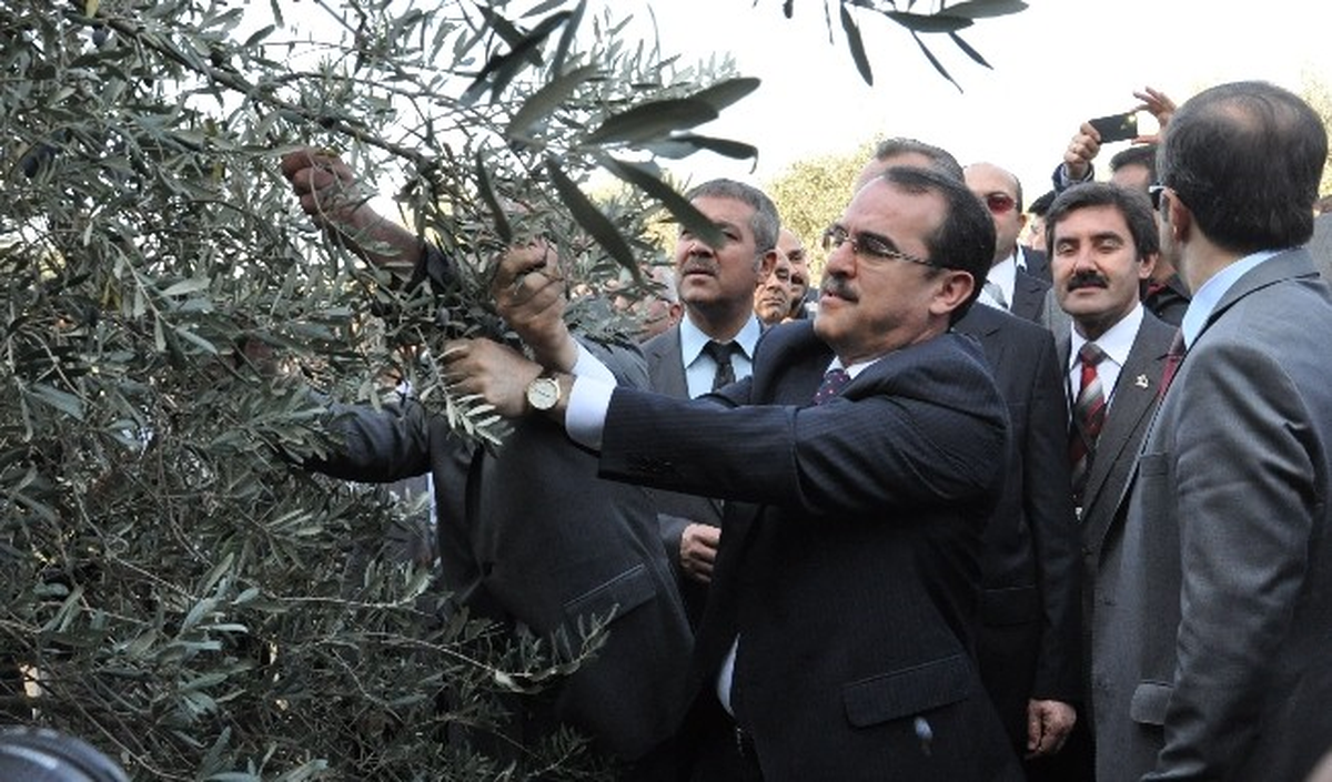 Bakan Ergin, Zeytin Hasat Şenliği\'ne Katıldı