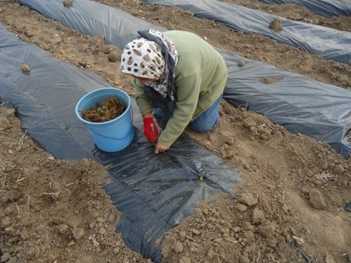 Demirköy'de Çilek Yetiştiriciliği Projesi Hayata Geçirildi