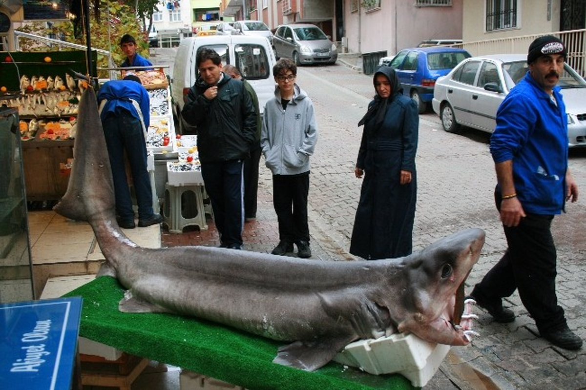 Marmara Denizi\'nde 400 Kiloluk Köpek Balığı Yakalandı