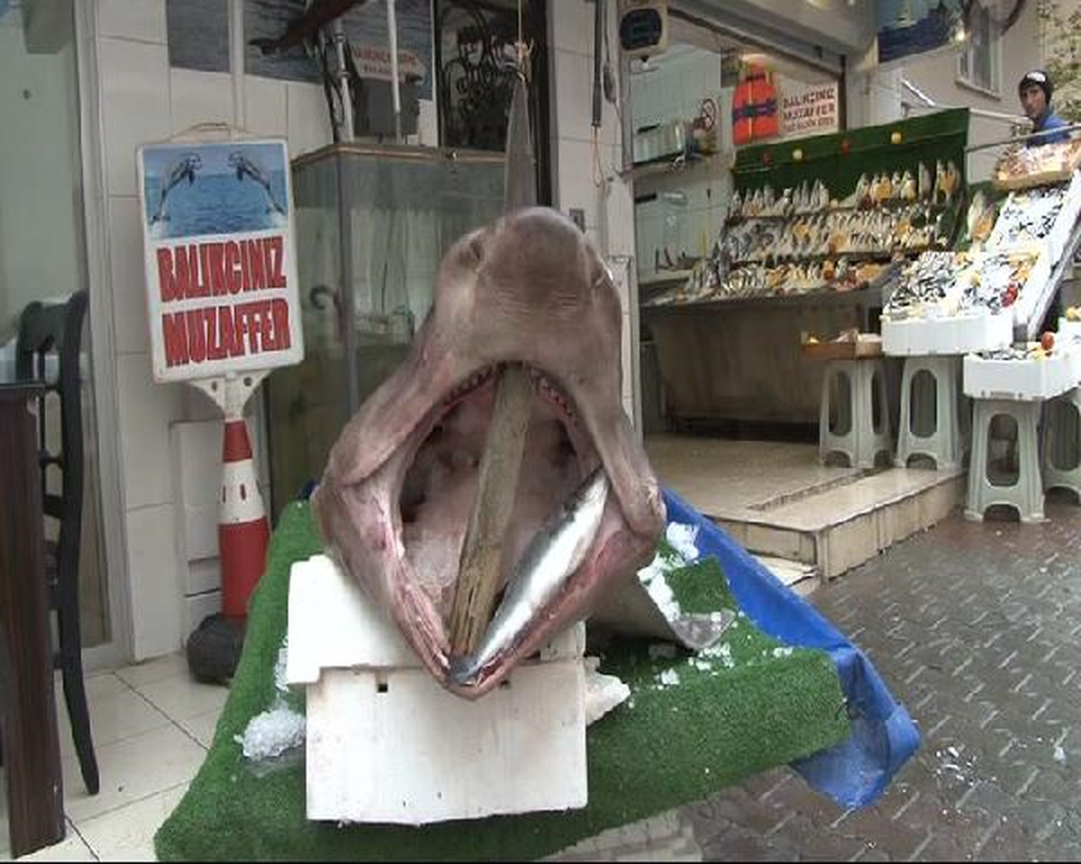 Marmara Denizi\'nden \'Köpekbalığı\' Çıktı