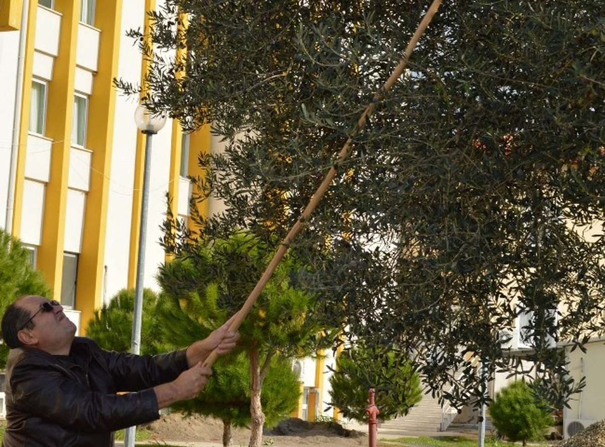 Neşter Tutan Eller Zeytin Topladı