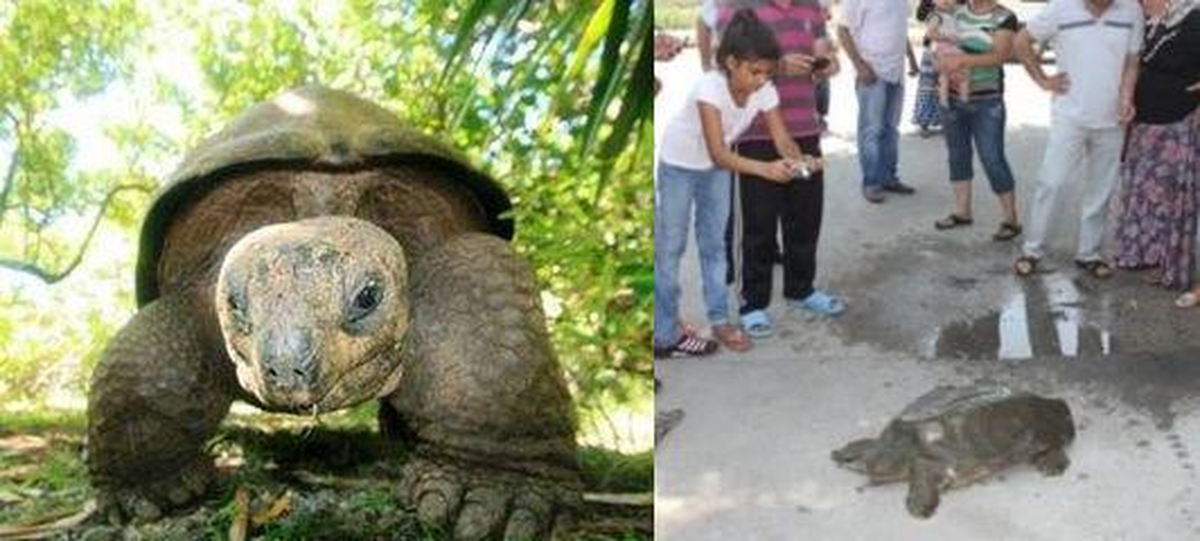 Yolunu Şaşıran Devasa Kaplumbağa Yoğun İlgi Gördü