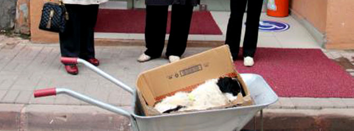 Zehirlenen Köpeği Kutu İçinde Belediye Önüne Bıraktılar
