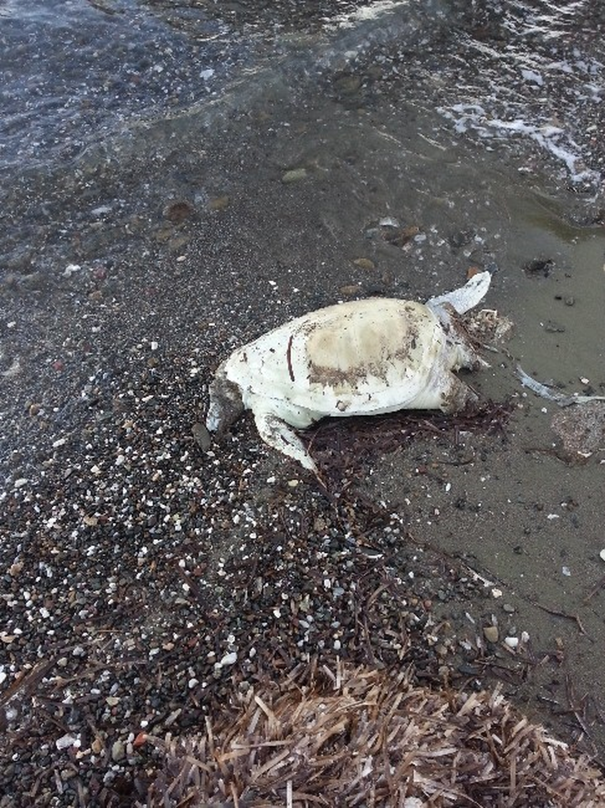 Marmaris\'te Başı Kopuk Caretta Caretta Kaplumbağası Bulundu