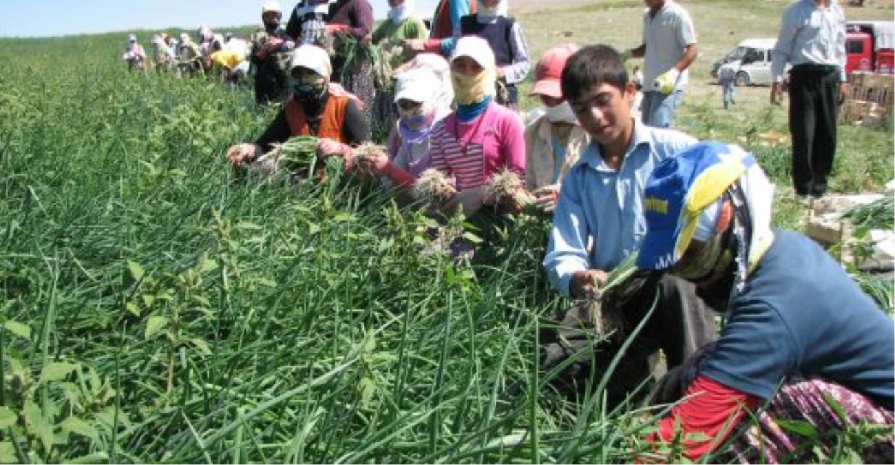 Mevsimlik Tarım İşçileri "Sosyal Güvenceden Yoksun"