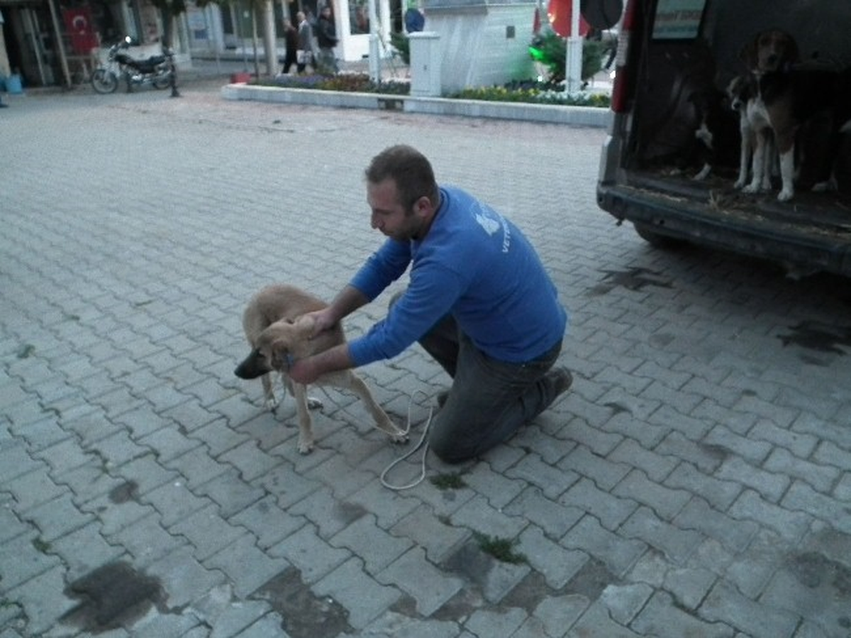 Muratlı\'daki Başıboş Köpekler Kısırlaştırılıyor