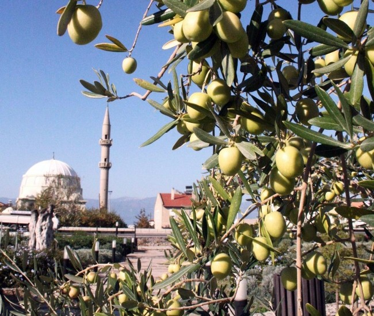 (Özel Haber) Zeytin Üreticisi Sıkıntılarını Anlattı