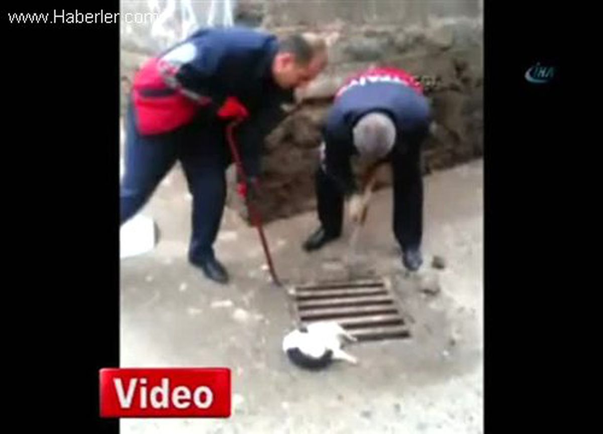 Şanlıurfa,siverek\'te Kedi Kurtarma Operasyonu
