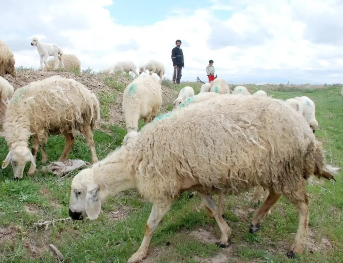 Eğitimli Çoban İstihdamına Destek Geliyor