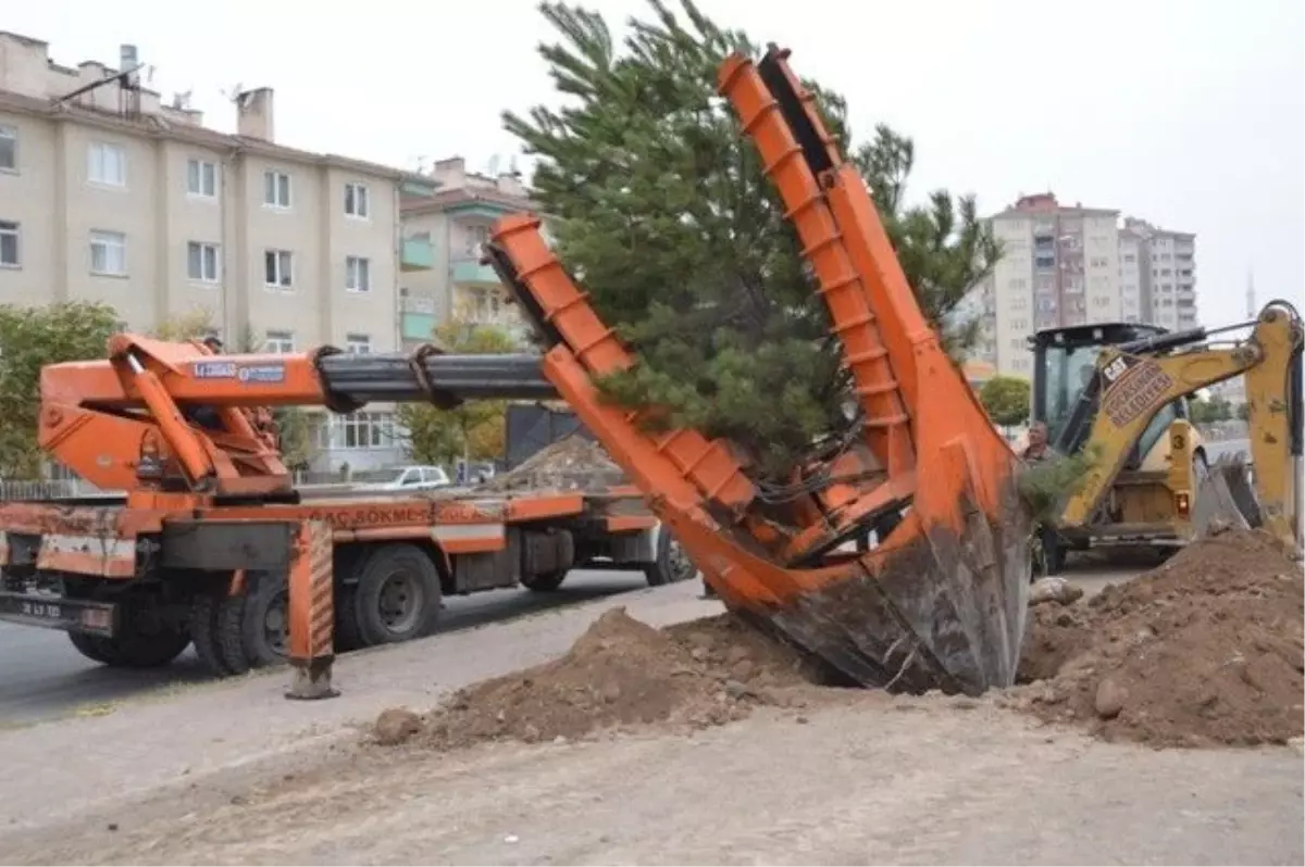 Kocasinan 95 Ağacın Yerini Değiştirdi